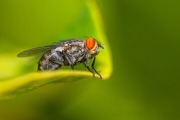 Sarcophaga bercaea commonly known as flesh flies