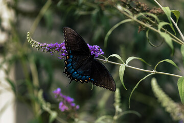 Blue Polydamas Swallowtail Butterfly Feeding on Purple Flower