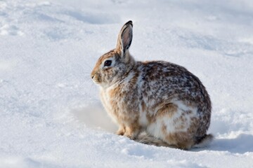Naklejka premium Mountain hare (Lepus timidus) sitting in snow, winter coat