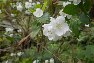 純白の花の清らかな佇まい