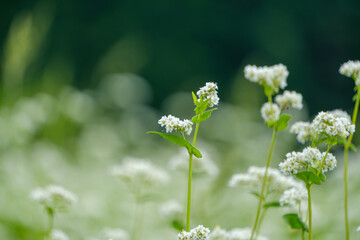 そばの花の繊細な美しさ