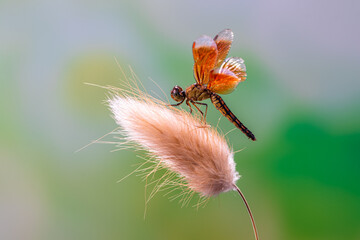 A dragonfly is a flying insect belonging to the infraorder Anisoptera below the order Odonata