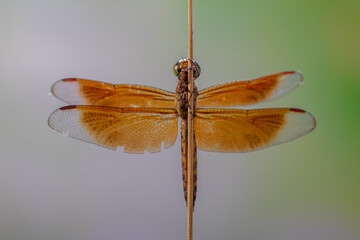 A dragonfly is a flying insect belonging to the infraorder Anisoptera below the order Odonata