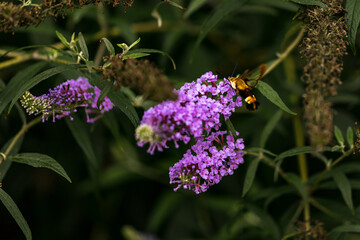 Hummingbird Moth Feeding on Purple Flower