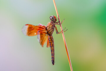 A dragonfly is a flying insect belonging to the infraorder Anisoptera below the order Odonata