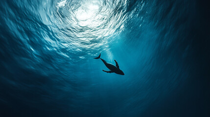 Whale swims gracefully through deep ocean waters in bright light