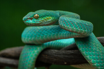 Trimeresurus insularis or Indonesian pit viper, Lesser Sunda Islands pit viper, Sunda white-lipped pit viper, red-tailed pit viper is a venomous pit viper species found in eastern Java and the Lesser 