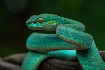 Trimeresurus insularis or Indonesian pit viper, Lesser Sunda Islands pit viper, Sunda white-lipped pit viper, red-tailed pit viper is a venomous pit viper species found in eastern Java and the Lesser 