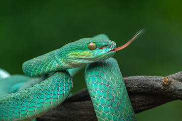 Trimeresurus insularis or Indonesian pit viper, Lesser Sunda Islands pit viper, Sunda white-lipped pit viper, red-tailed pit viper is a venomous pit viper species found in eastern Java and the Lesser 