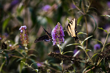 Two Swallowtail Butterflies Feeding on a Purple Flower