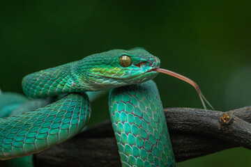 Trimeresurus insularis or Indonesian pit viper, Lesser Sunda Islands pit viper, Sunda white-lipped pit viper, red-tailed pit viper is a venomous pit viper species found in eastern Java and the Lesser 
