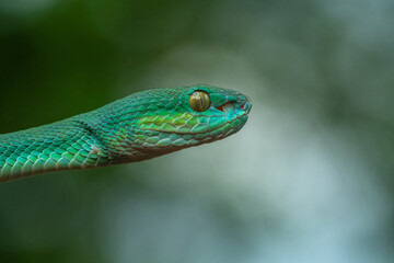 Trimeresurus insularis or Indonesian pit viper, Lesser Sunda Islands pit viper, Sunda white-lipped pit viper, red-tailed pit viper is a venomous pit viper species found in eastern Java and the Lesser 