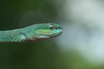 Trimeresurus insularis or Indonesian pit viper, Lesser Sunda Islands pit viper, Sunda white-lipped pit viper, red-tailed pit viper is a venomous pit viper species found in eastern Java and the Lesser 