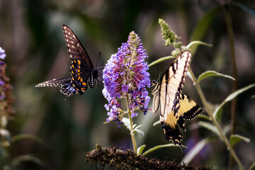 Two Swallowtail Butterflies Feeding on a Purple Flower