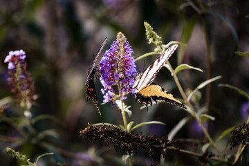 Two Swallowtail Butterflies Feeding on a Purple Flower