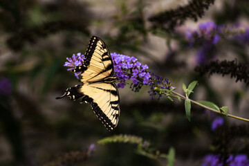 Eastern Tiger Swallowtail Butterfly on Purple Flowers