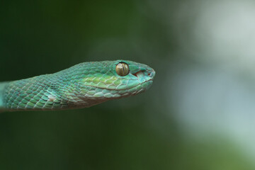 Obraz premium Trimeresurus insularis or Indonesian pit viper, Lesser Sunda Islands pit viper, Sunda white-lipped pit viper, red-tailed pit viper is a venomous pit viper species found in eastern Java and the Lesser 