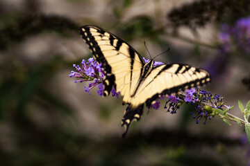 Eastern Tiger Swallowtail Butterfly on Purple Flowers