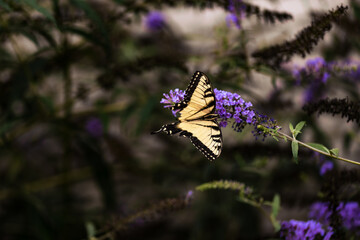 Eastern Tiger Swallowtail Butterfly on Purple Flowers