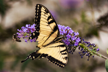 Eastern Tiger Swallowtail Butterfly on Purple Flowers