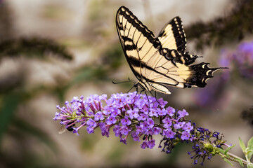 Eastern Tiger Swallowtail Butterfly on Purple Flowers