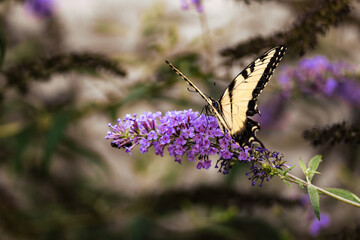 Eastern Tiger Swallowtail Butterfly on Purple Flowers