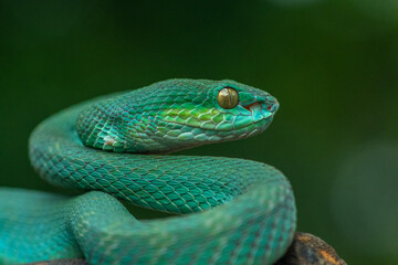 Trimeresurus insularis or Indonesian pit viper, Lesser Sunda Islands pit viper, Sunda white-lipped pit viper, red-tailed pit viper is a venomous pit viper species found in eastern Java and the Lesser 