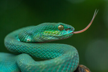 Trimeresurus insularis or Indonesian pit viper, Lesser Sunda Islands pit viper, Sunda white-lipped pit viper, red-tailed pit viper is a venomous pit viper species found in eastern Java and the Lesser 