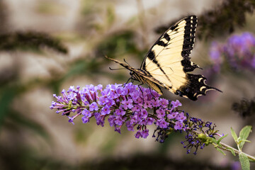 Eastern Tiger Swallowtail Butterfly on Purple Flowers