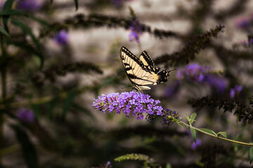 Eastern Tiger Swallowtail Butterfly on Purple Flowers
