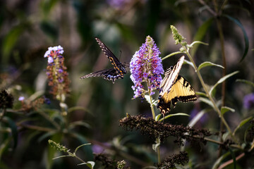 Two Swallowtail Butterflies Feeding on a Purple Flower