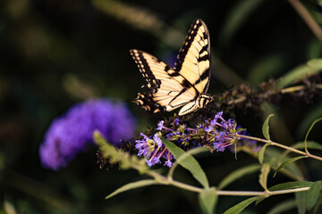 Eastern Tiger Swallowtail Butterfly on Purple Flowers