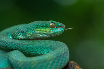 Trimeresurus insularis or Indonesian pit viper, Lesser Sunda Islands pit viper, Sunda white-lipped...