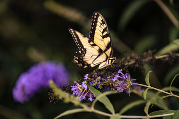 Eastern Tiger Swallowtail Butterfly on Purple Flowers