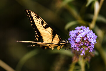 Eastern Tiger Swallowtail Butterfly on Purple Flowers
