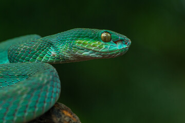 Trimeresurus insularis or Indonesian pit viper, Lesser Sunda Islands pit viper, Sunda white-lipped pit viper, red-tailed pit viper is a venomous pit viper species found in eastern Java and the Lesser 