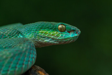 Trimeresurus insularis or Indonesian pit viper, Lesser Sunda Islands pit viper, Sunda white-lipped pit viper, red-tailed pit viper is a venomous pit viper species found in eastern Java and the Lesser 