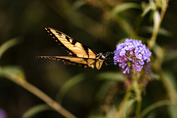 Eastern Tiger Swallowtail Butterfly on Purple Flowers