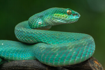 Trimeresurus insularis or Indonesian pit viper, Lesser Sunda Islands pit viper, Sunda white-lipped pit viper, red-tailed pit viper is a venomous pit viper species found in eastern Java and the Lesser 