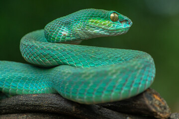 Trimeresurus insularis or Indonesian pit viper, Lesser Sunda Islands pit viper, Sunda white-lipped pit viper, red-tailed pit viper is a venomous pit viper species found in eastern Java and the Lesser 