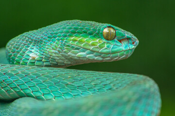 Trimeresurus insularis or Indonesian pit viper, Lesser Sunda Islands pit viper, Sunda white-lipped pit viper, red-tailed pit viper is a venomous pit viper species found in eastern Java and the Lesser 