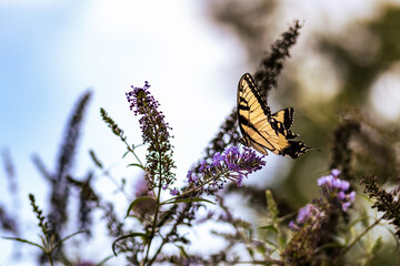Eastern Tiger Swallowtail Butterfly on Purple Flowers