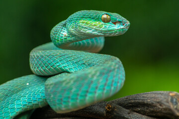 Trimeresurus insularis or Indonesian pit viper, Lesser Sunda Islands pit viper, Sunda white-lipped pit viper, red-tailed pit viper is a venomous pit viper species found in eastern Java and the Lesser 