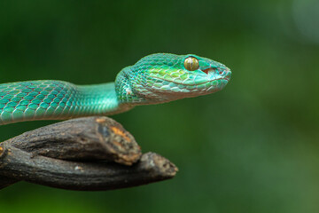 Trimeresurus insularis or Indonesian pit viper, Lesser Sunda Islands pit viper, Sunda white-lipped pit viper, red-tailed pit viper is a venomous pit viper species found in eastern Java and the Lesser 