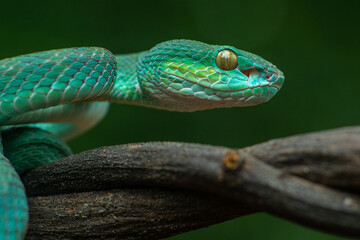 Trimeresurus insularis or Indonesian pit viper, Lesser Sunda Islands pit viper, Sunda white-lipped pit viper, red-tailed pit viper is a venomous pit viper species found in eastern Java and the Lesser 