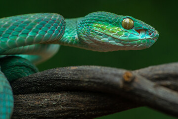 Trimeresurus insularis or Indonesian pit viper, Lesser Sunda Islands pit viper, Sunda white-lipped pit viper, red-tailed pit viper is a venomous pit viper species found in eastern Java and the Lesser 