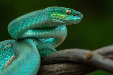 Trimeresurus insularis or Indonesian pit viper, Lesser Sunda Islands pit viper, Sunda white-lipped pit viper, red-tailed pit viper is a venomous pit viper species found in eastern Java and the Lesser 