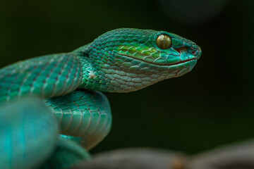 Trimeresurus insularis or Indonesian pit viper, Lesser Sunda Islands pit viper, Sunda white-lipped pit viper, red-tailed pit viper is a venomous pit viper species found in eastern Java and the Lesser 