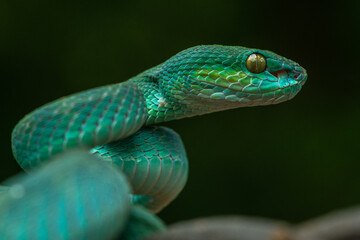 Obraz premium Trimeresurus insularis or Indonesian pit viper, Lesser Sunda Islands pit viper, Sunda white-lipped pit viper, red-tailed pit viper is a venomous pit viper species found in eastern Java and the Lesser 
