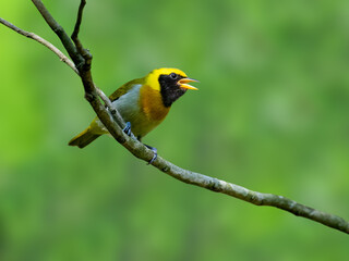 Guira Tanager perched on tree branch